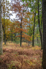 Obraz premium autumn in the forest