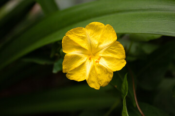 Yellow Flower - Flor Amarilla