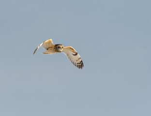 Short-eared Owl in Flight on Blue Sky in Winter