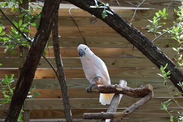 white parrot on a branch