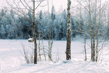Scenery. Winter forest landscape. Winter forest in frosty weather. Snow in the forest. Snow on the trees. Snowy winter.
