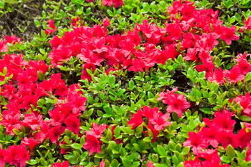 国分城山公園　満開の赤いツツジの花	