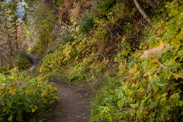 Obraz premium Beautiful summer forest pathway