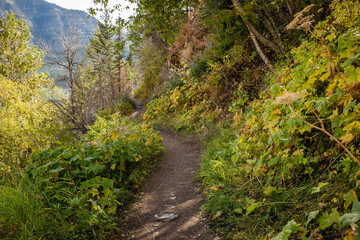 Beautiful summer forest pathway