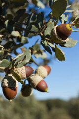 Detail of ripe brown acorns on Holm oak tree