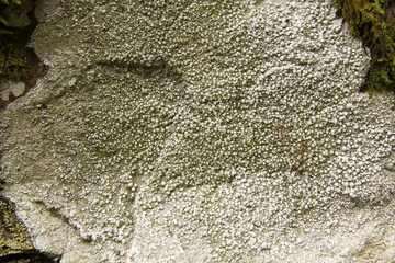 Lichens surrounded by Moss 