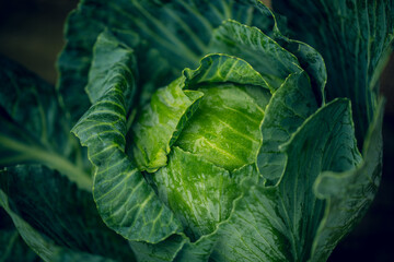 Obraz premium Cabbage. Cabbage green leaves. Fresh organic cabbage from farm field. View of green cabbages plants. Vegetarian food concept. Healthy Vegetarian diet.