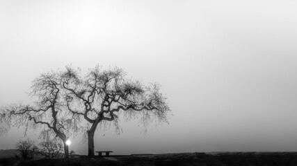 Lone oak tree in black and white with sunburst