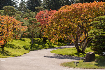 Naklejka premium Beautiful fall Japanese garden