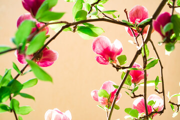 Magnolian tree background. Spring flowers. Nature blooming trees. Springtime.