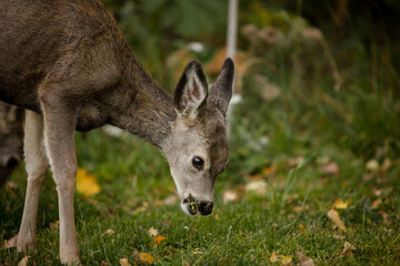 Doe and fawns grazing in Waterton National Park