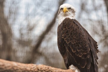 American Bald Eagle scours the landscape for their next meal.