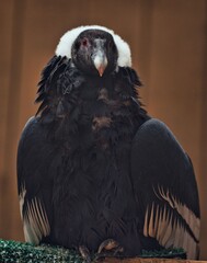 A California Condor rest a a perch in his view of the valley.