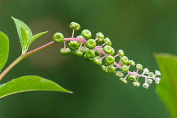 Fototapeta premium Eearly green growth of American Pokeweed (Phytolacca americana) berries. Raleigh, North Carolina.