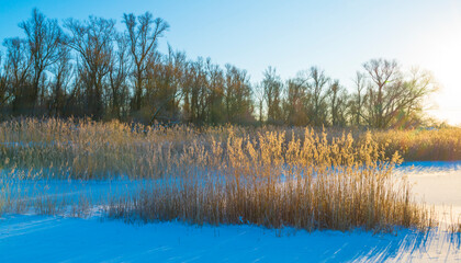 Snowy edge of a white frozen lake in wetland under a blue sunny sky at sunrise in winter, Almere, Flevoland, The Netherlands, February 11, 2020