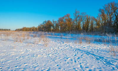 Snowy white frozen field in wetland under a blue bright sky in sunlight in winter, Almere, Flevoland, The Netherlands, February 11, 2020
