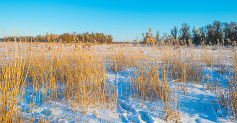 Snowy white frozen field in wetland under a blue bright sky in sunlight in winter, Almere, Flevoland, The Netherlands, February 11, 2020
