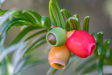 yew fruit
