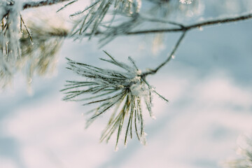 Christmas tree branch covered with frost on a frosty day. Christmas tree. Frost-covered needles. Frost. Christmas tree branches in the snow.
