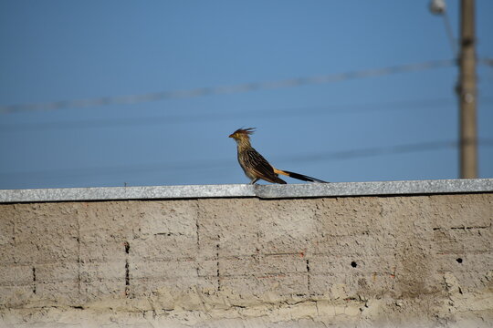 Side view of Brazilian yellow bird (guira cuckoo)  with high crest and red beak admiring the blue sky in a brick cemented wall with wires in the back.