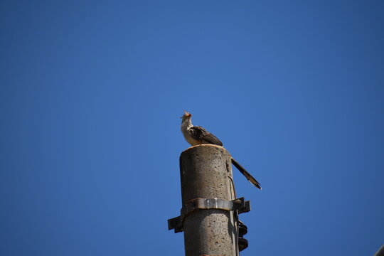 Brazilian yellow bird with crest (guira cuckoo) stands on light post against the blue sky of morning day