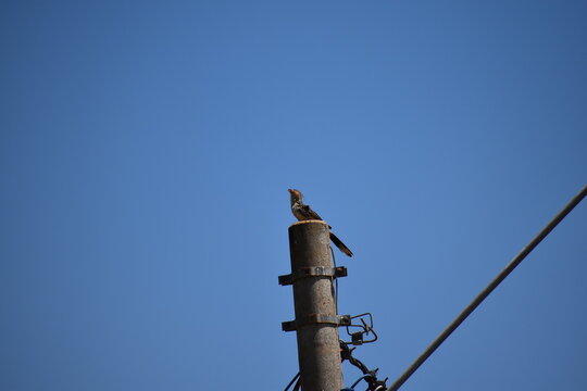Side view of Brazilian yellow bird with crest (guira cuckoo) looks up at the blue sky and sings