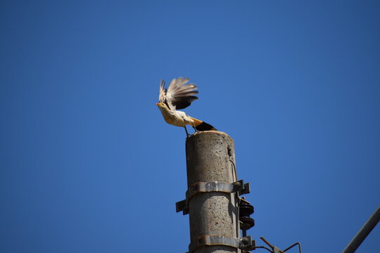 Brazilian yellow bird with crest (guira cuckoo) takes flight from a light post against the blue sky
