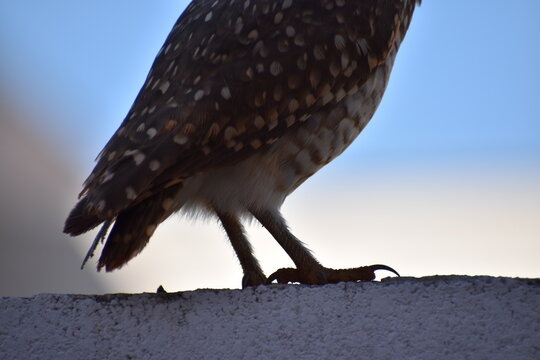 Close up of the feet, claw and legs of a burrowing owl (athene cunicularia) standing on a white brick wall 