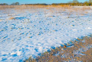 Robin on aan path in a snowy white frozen field in wetland under a blue bright sky in sunlight in winter, Almere, Flevoland, The Netherlands, February 11, 2020