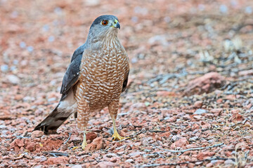 A Coopers Hawk stands on the ground in Sedona, Arizona. This is a medium-sized raptor closely related to sharp-shinned hawks and northern goshawks. 