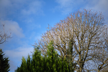 Obraz premium Close-up of trees against blue sky. Colorful green parrots perching on leafless tree branches.