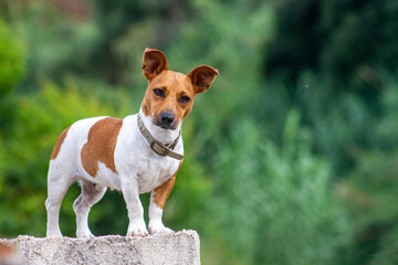 jack russell terrier