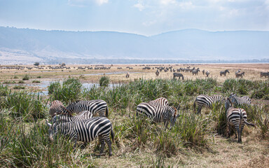 Fototapeta na wymiar Many zebras grazing in a large area with mountains in the background.