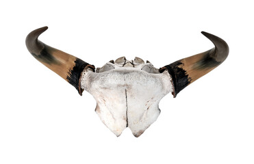 Skull horn head animal ox - obrazy, fototapety, plakaty