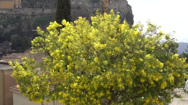 Blooming mimosa on the Mediterranean coast of France, Eze-sur-Mer. Spring in the mountains.