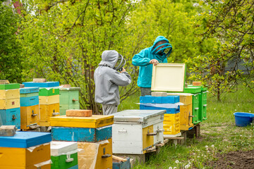 child broadcasting online from apiary. Dad and son on the apiary. Family agribusiness. boy records video as father works near bee hives. Online education in beekeeping and fertilization of queen bee.
