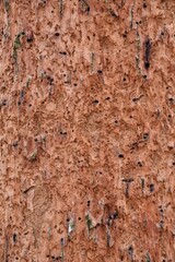 The structure of a tree trunk infested with a pest. 02-01-2021, Middle Bohemia, Czech Republic.