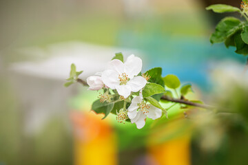 Blossoming apple tree branch against backdrop of blurred hives