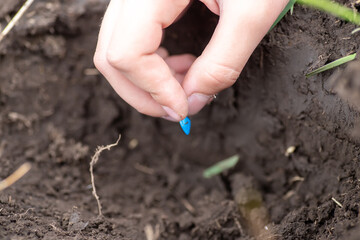 Hands of farmer growing and nurturing plant seeds of carrots in garden bed. Sowing seeds in spring for ecological farming. Growing vegetables for healthy eating. Earth day concept.