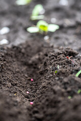 Radish seeds in ground. Black earth on beds. Planting radishes in open ground.