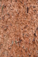 The structure of a tree trunk infested with a pest. 02-01-2021, Middle Bohemia, Czech Republic.