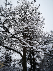 Snow and tree in the winter