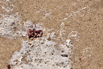 algae on the sand with seafoam
