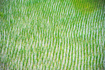 Newly planted rice seedlings, Longsheng, Guangxi Province, China