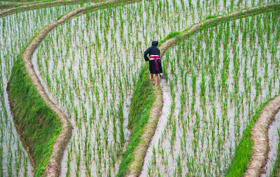 Yao woman on rice terrace in the mountain, Dazhai, Longsheng, Guangxi Province, China