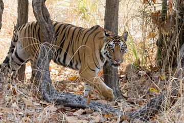 Fototapeta premium India, Madhya Pradesh, Bandhavgarh National Park. A Bengal tigress seeks the shade beneath a tree to escape the hot sun.