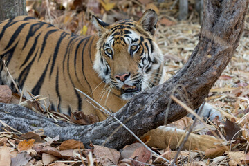 India, Madhya Pradesh, Bandhavgarh National Park. A Bengal tigress seeks the shade beneath a tree to escape the hot sun.