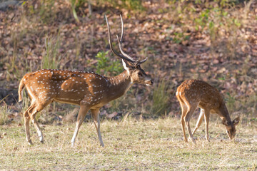 Naklejka na ściany i meble India, Madhya Pradesh, Bandhavgarh National Park. A spotted deer stag approaching a female.