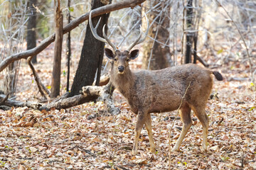 India, Madhya Pradesh, Bandhavgarh National Park. A sambar buck standing in fallen leaves.