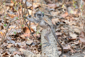 India, Madhya Pradesh, Kanha National Park. A baby northern plains langur exploring its environment.